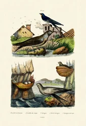 Låvesvale, 1833-39